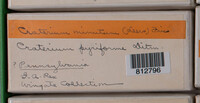 Craterium minutum image